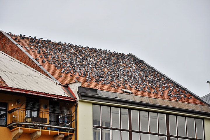 A2B Pest Control are able to install spikes to deter birds from roofs in Barnsbury. 