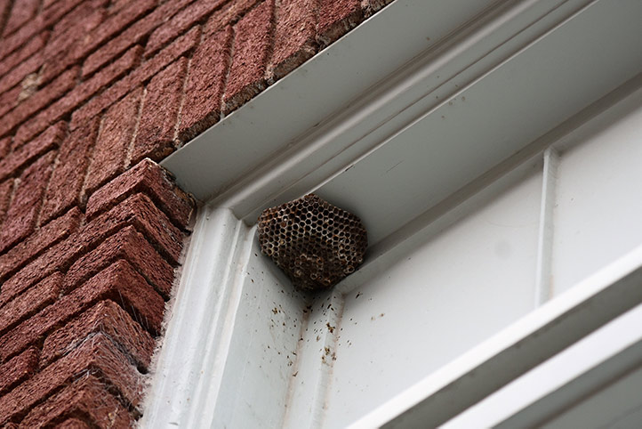 We provide a wasp nest removal service for domestic and commercial properties in Barnsbury.